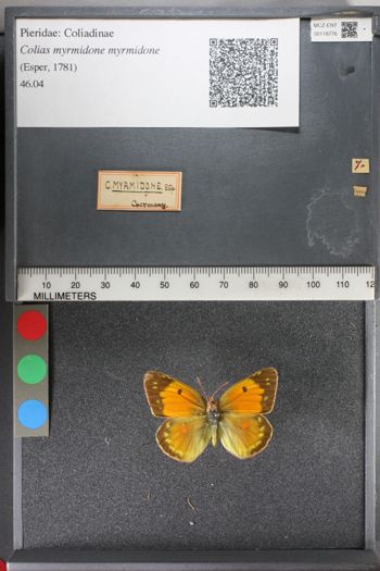 Media type: image;   Entomology 118776